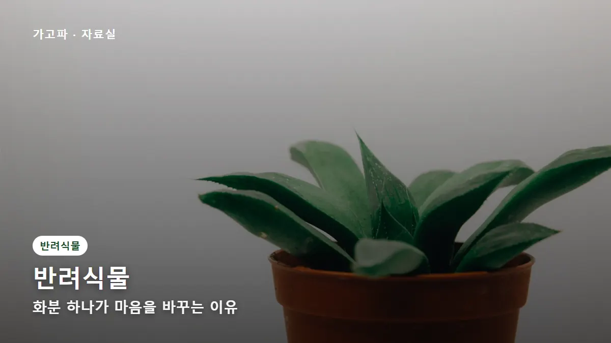 반려식물 — 화분 하나가 마음을 바꾸는 이유